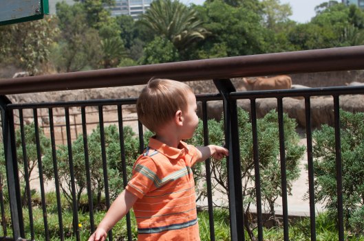 2013 06 13 Walk to the Zoo-2