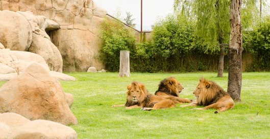 2013 08 16 Watching Animals-1