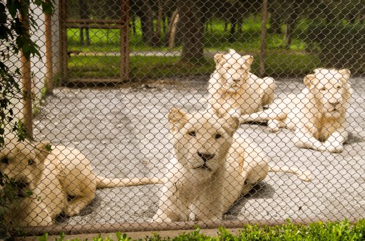 2013 08 16 Watching Animals-4