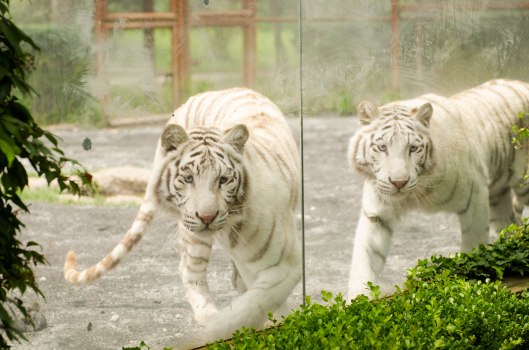 2013 08 16 Watching Animals-5