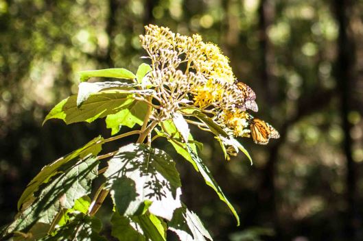 2014 02 02 The Butterfly Hike-13