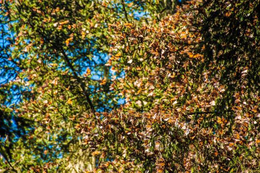 2014 02 02 The Butterfly Hike-15