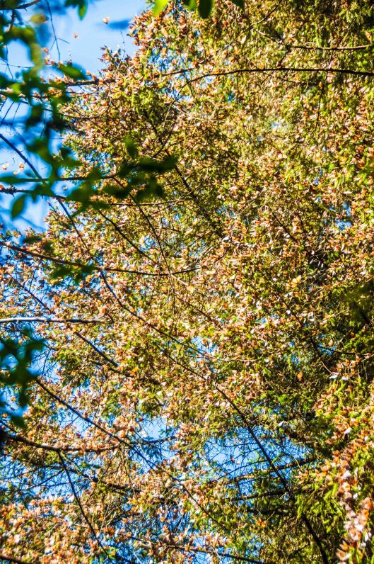 2014 02 02 The Butterfly Hike-16