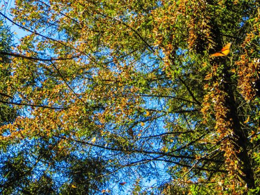 2014 02 02 The Butterfly Hike-17